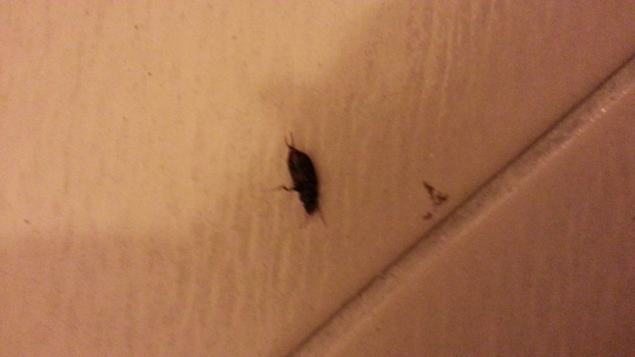 Kakalaken abends im Zimmer Hotel Borjana