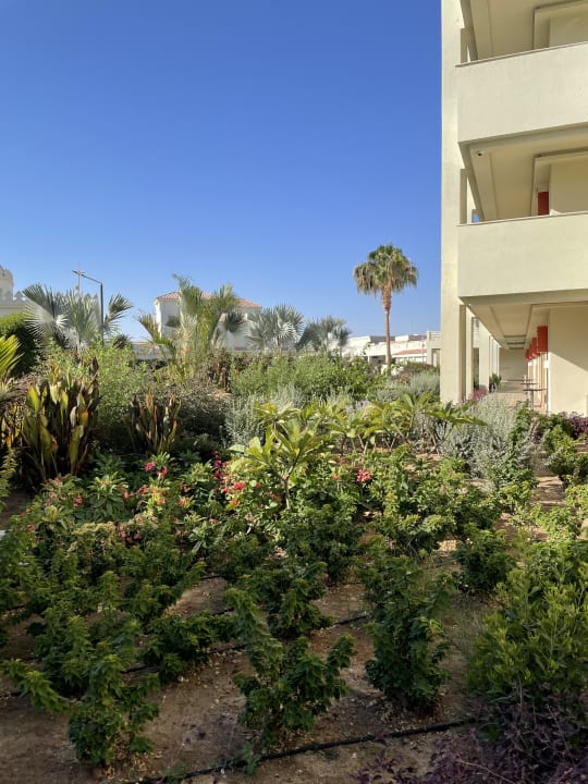 Gartenanlage Pickalbatros Dana Beach Resort - Hurghada