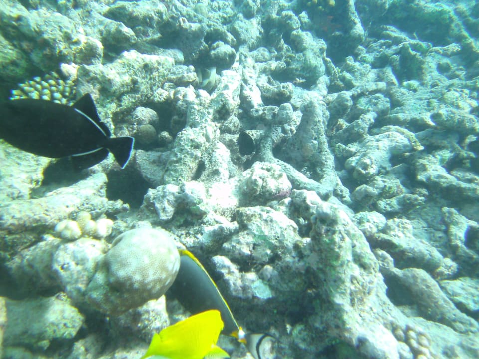 Farbige Fische Kuredu Island Resort & Spa
