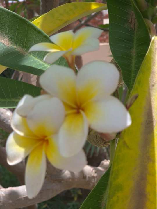 Strand Shams Alam Beach Resort