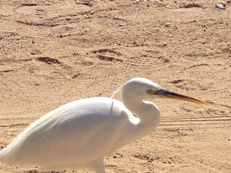 Tgl. Besuch Steigenberger Coraya Beach - Adults only