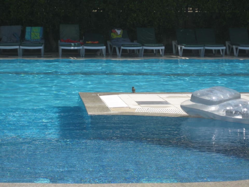 Spatz am Pool Hane Family Resort