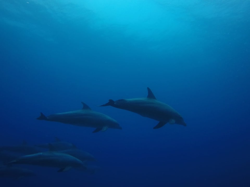 Sport & Freizeit Novotel Marsa Alam Beach Resort