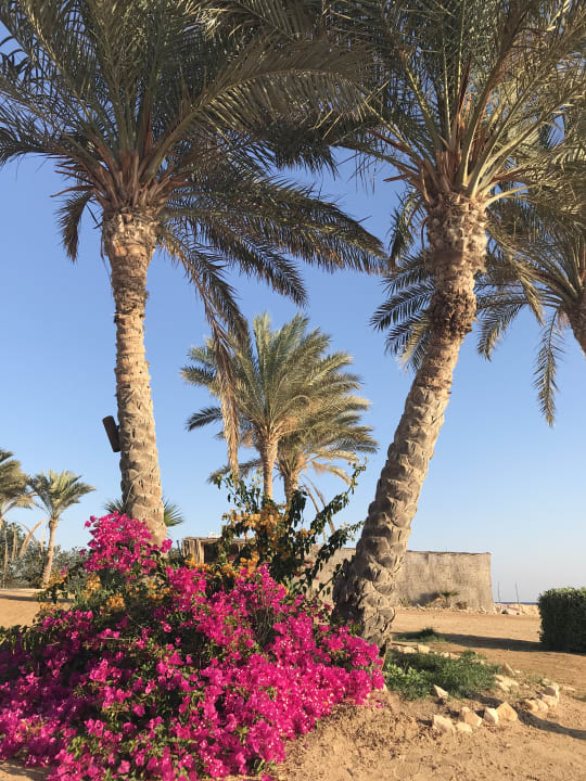 Garten Wadi Lahmy Azur Resort