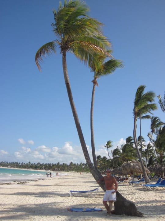 Schöne Palme am Strand VIK Hotel Arena Blanca