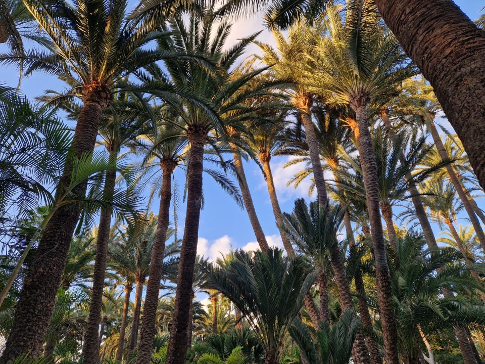 Gartenanlage Hotel Riu Palace Oasis