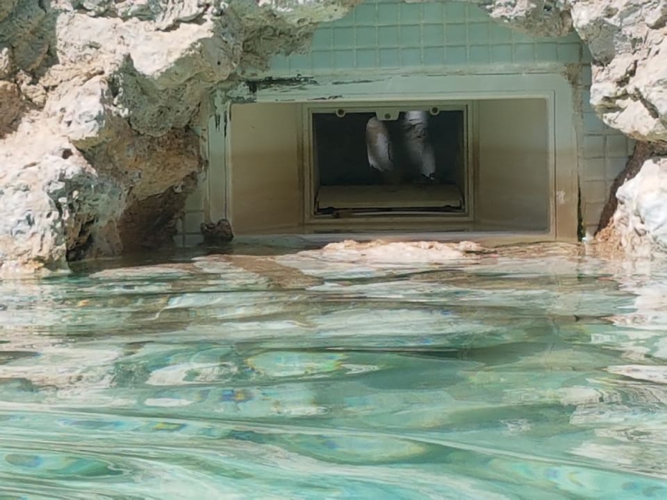 Pool Ghazala Gardens