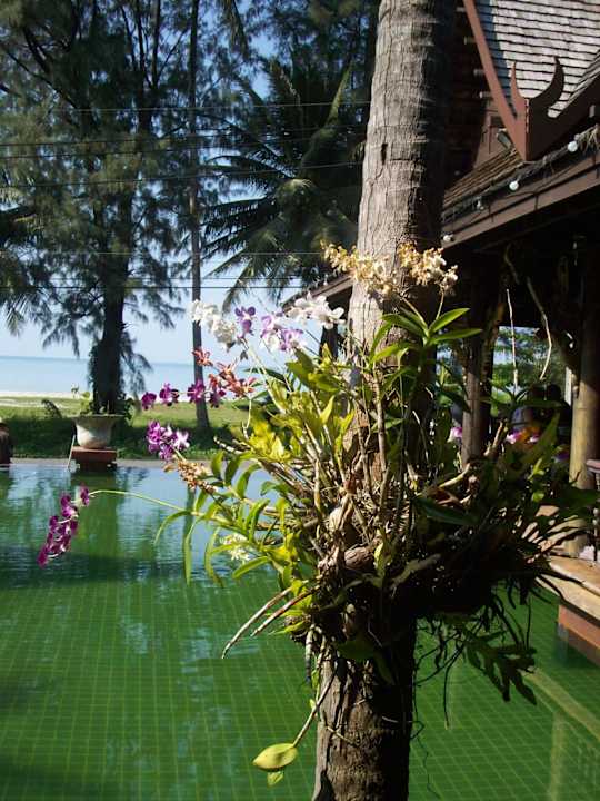 Blumen Hotel Takolaburi Khao Lak