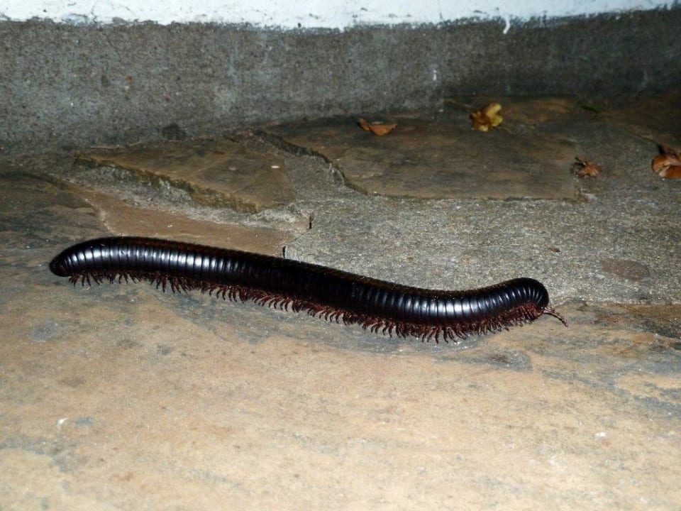 Schuhe kaufen wird teuer Hotel Papillon Lagoon Reef