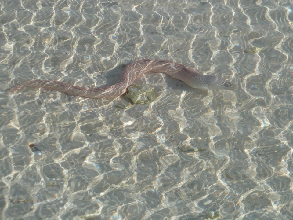 Muräne Kuredu Island Resort & Spa