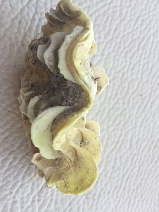 Strand Shams Prestige Abu Soma-Adults Only