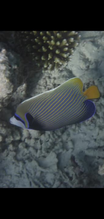 Sport & Freizeit Mirihi Island Resort