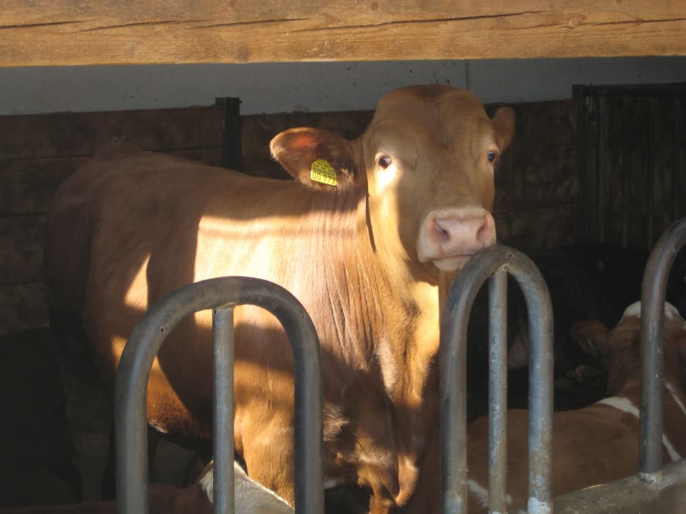 Eine Kuh auf dem Hof von vielen Bauernhof Hofbauer