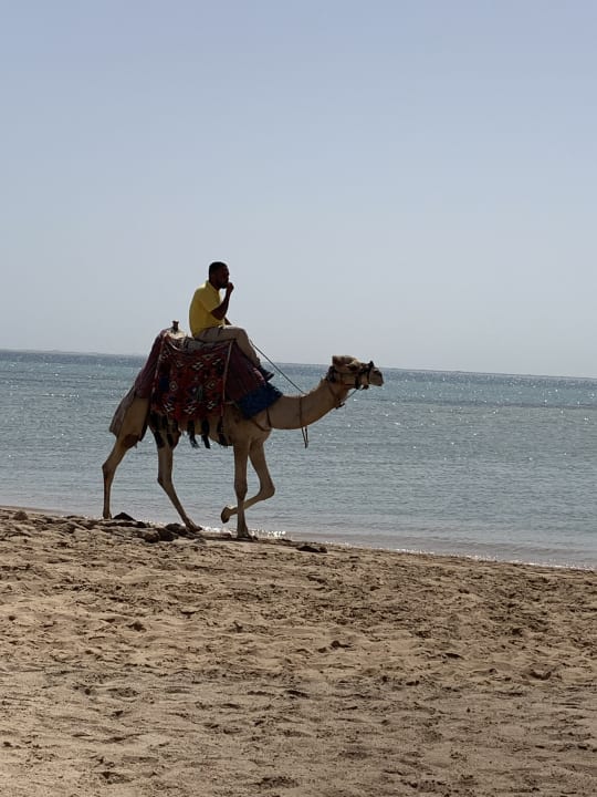 Strand Shams Prestige Abu Soma-Adults Only