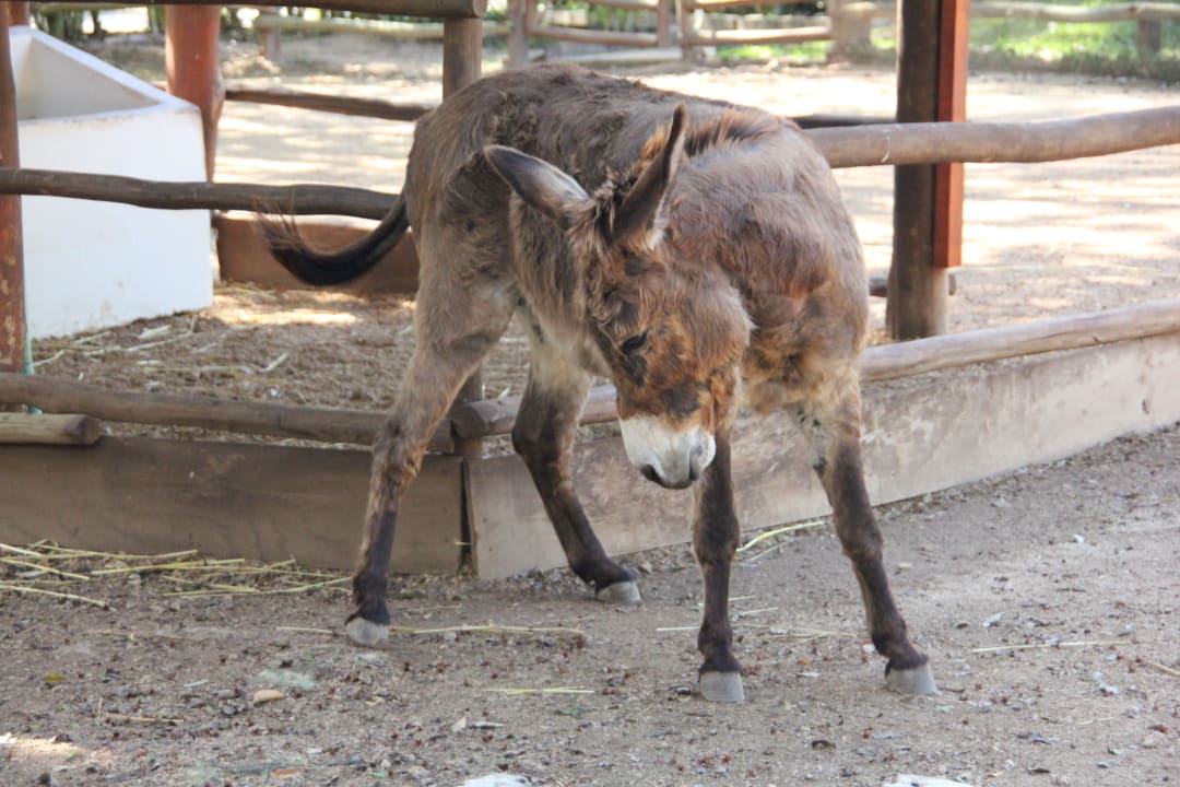 Fridolin der Hotel Esel Sandos Playacar Beach Resort