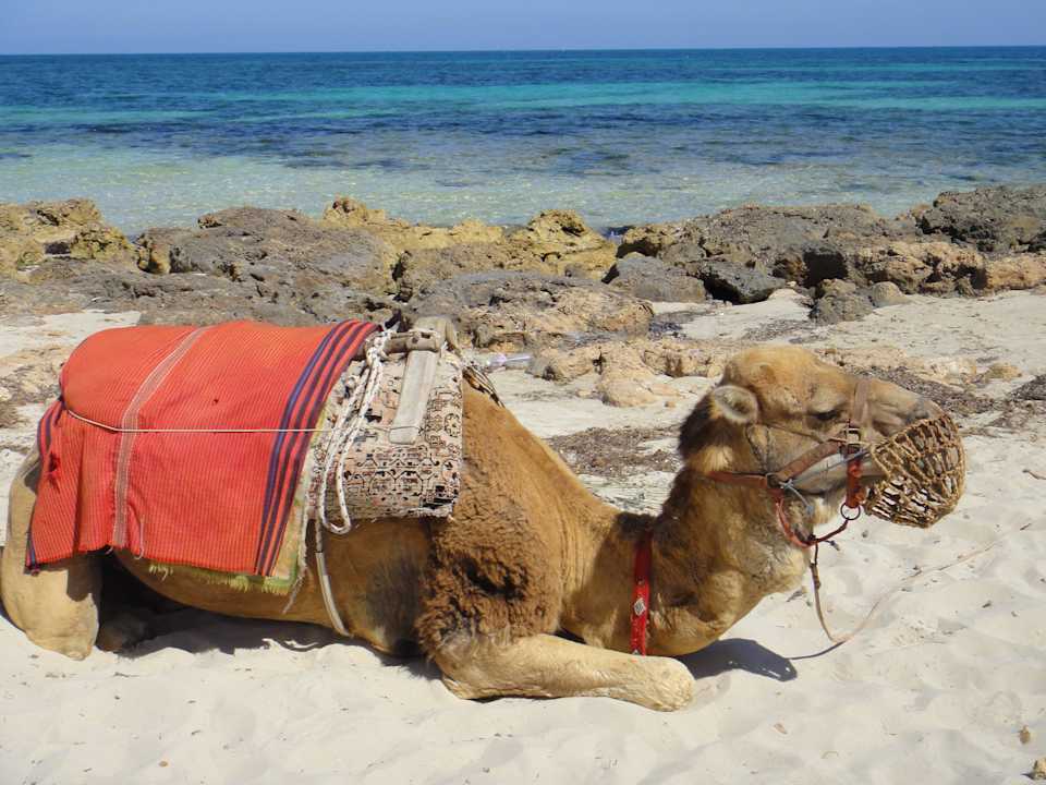 Wir nannten ihn helmut Hotel El Mouradi Djerba Menzel