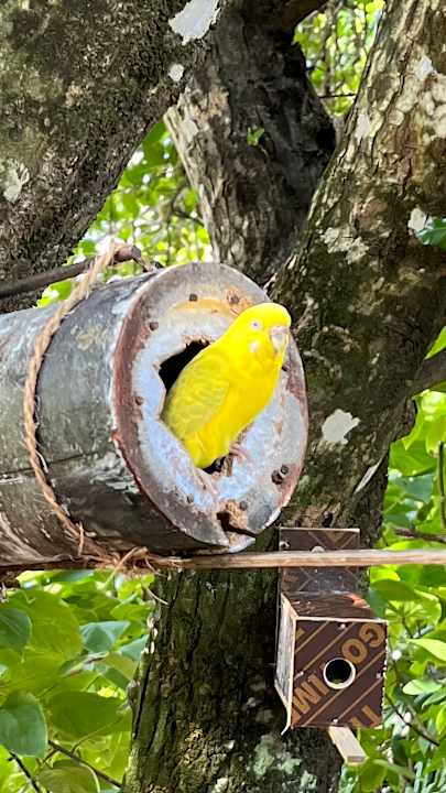 Gartenanlage Angaga Island Resort