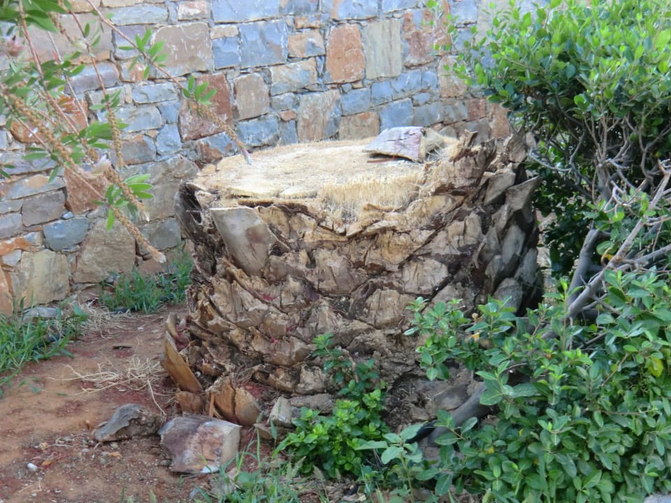Abgestorbene Palme Phãea Cretan Malia