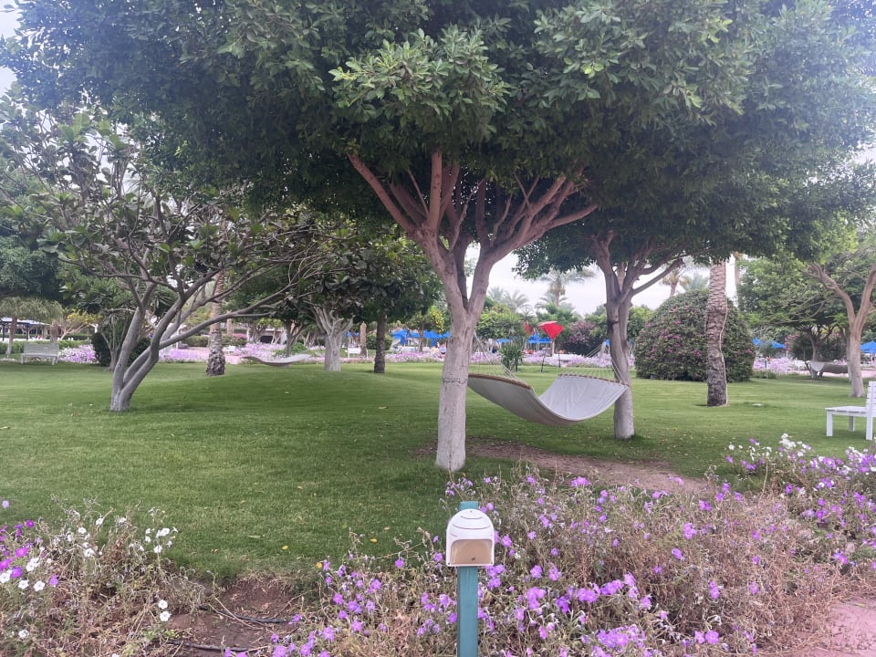 Gartenanlage Desert Rose