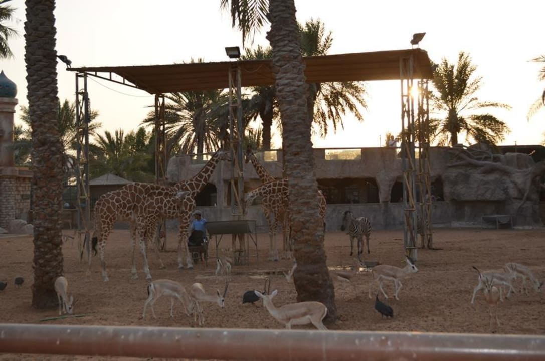 View from Delux Rooms Hotel Emirates Park Resort