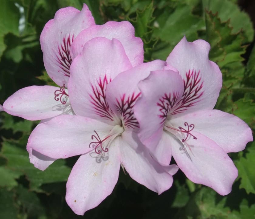 Vati, Bruder und Icke  ! Hotel Playa de la Luz
