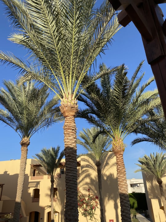 Gartenanlage Steigenberger Coraya Beach - Adults only