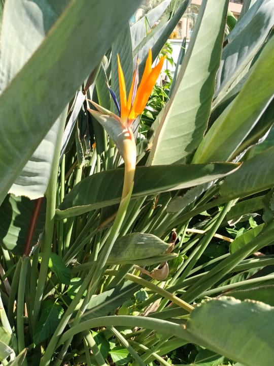 Gartenanlage Sunis Kumköy Beach Resort Hotel & Spa