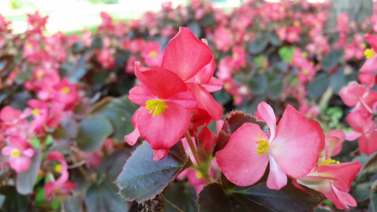 Garten Emelda Sun Club