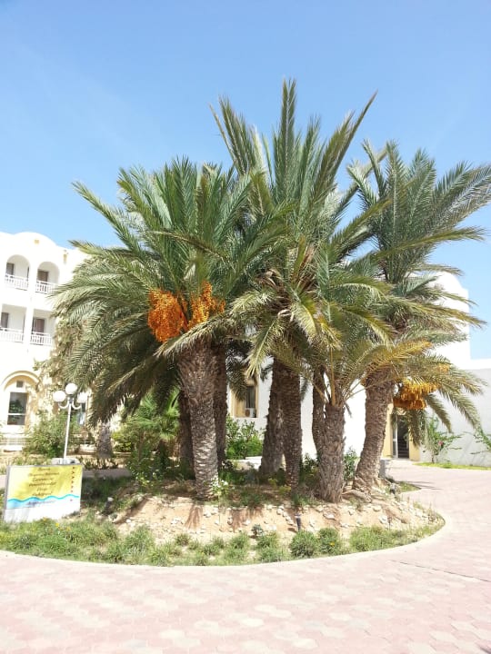 Dattelpalme Calimera Yati Beach