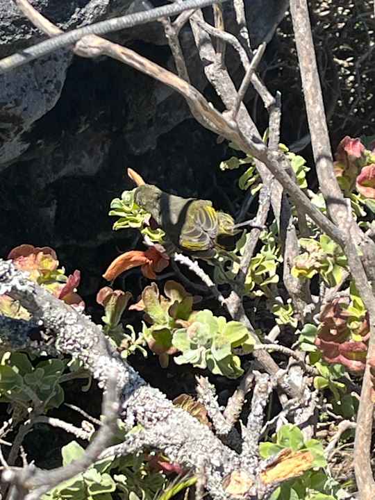 Gartenanlage Hotel The President