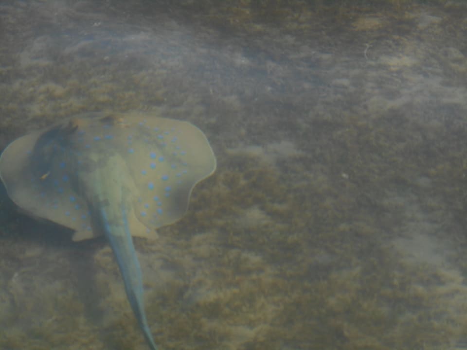 Rochen am Hausriff Cleopatra Luxury Resort Makadi Bay