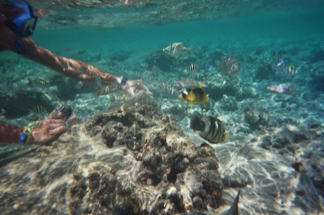 Riff Charmillion Sea Life Resort