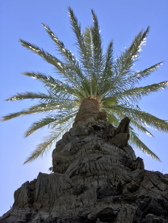 Gartenanlage Steigenberger ALDAU Beach Hotel