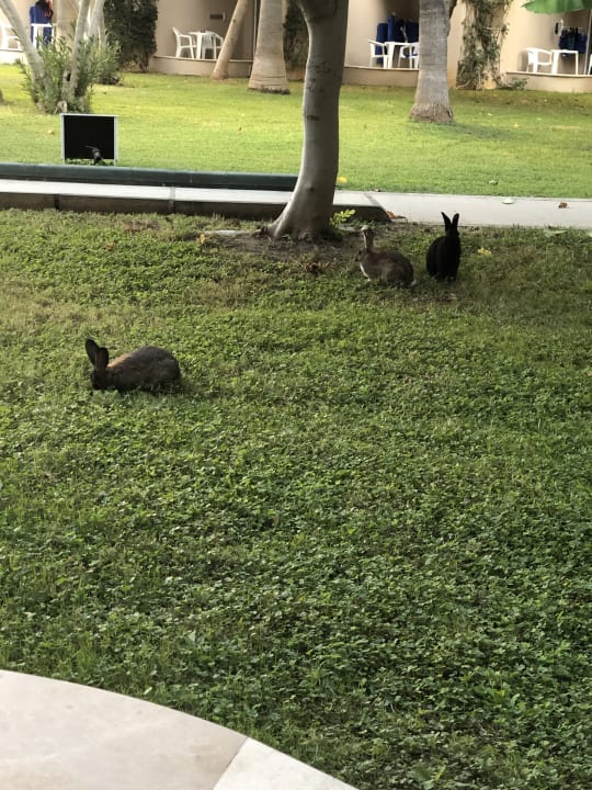 Gartenanlage Labranda Alantur Resort