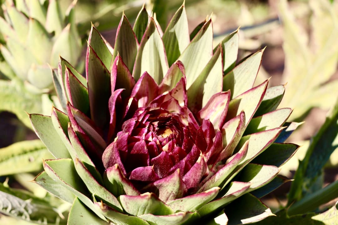 Gartenanlage Hotel Kathrin Beach