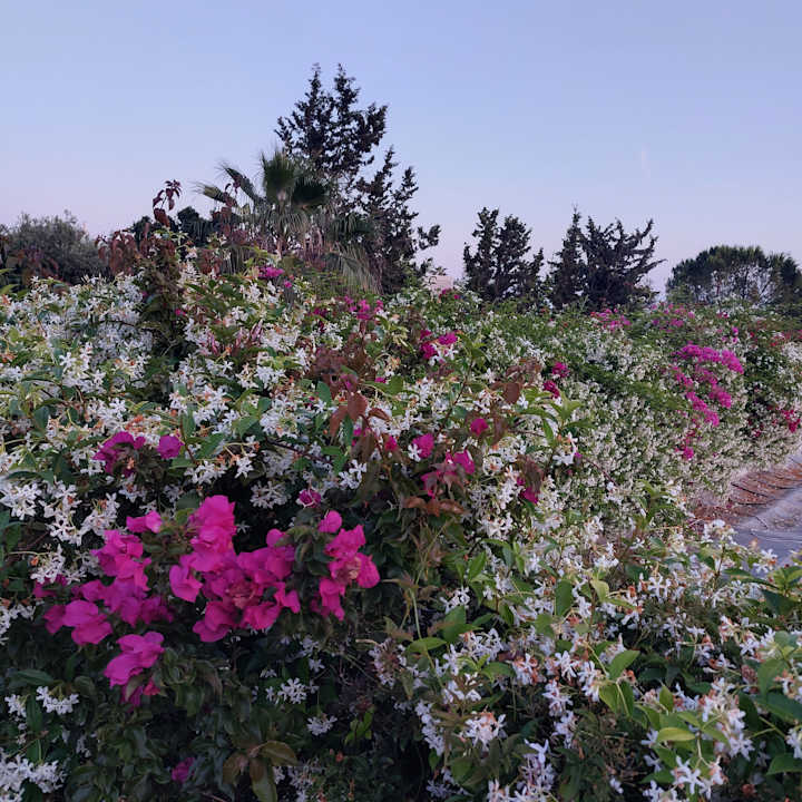 Gartenanlage Sentido Trendy Verbena Beach