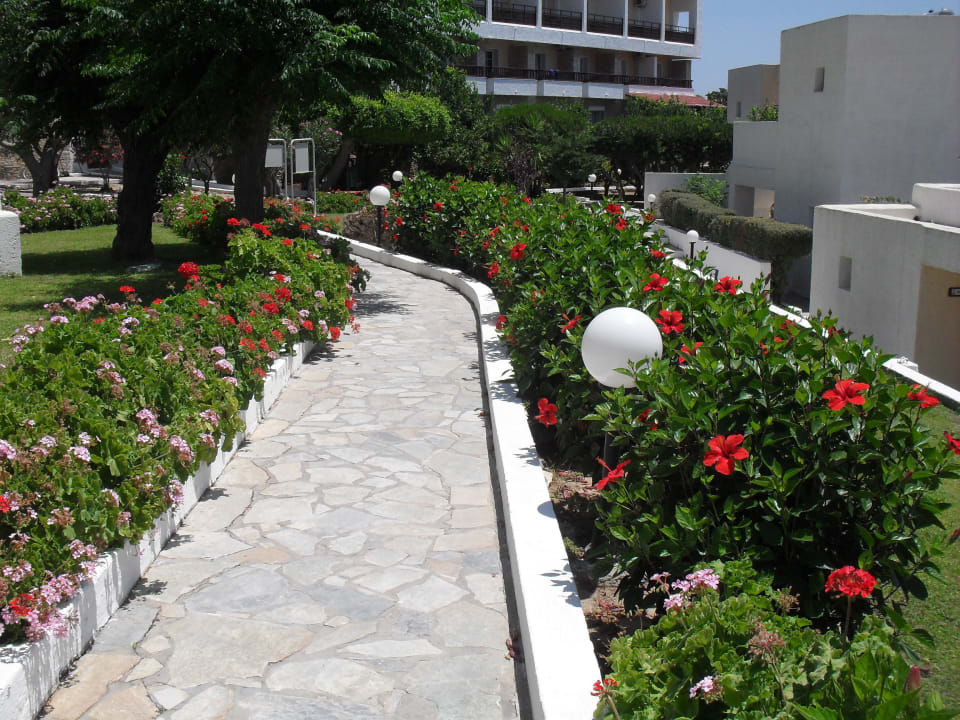 Überall wunderschöne Pflanzen  Dimitra Beach Hotel & Suites