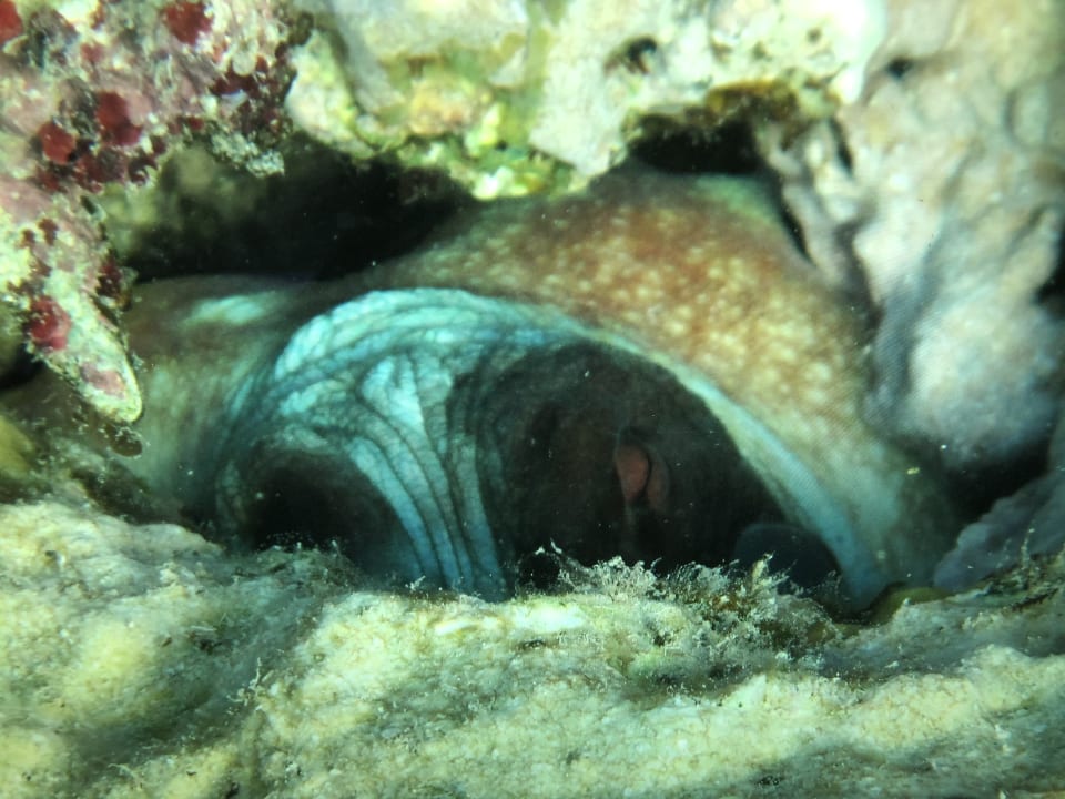 Strand Brayka Bay Resort