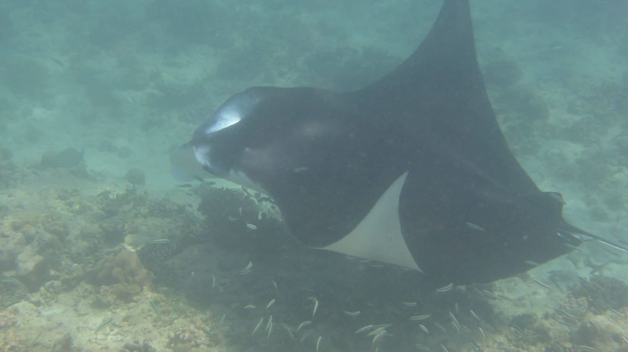 Manta Summer Island Maldives