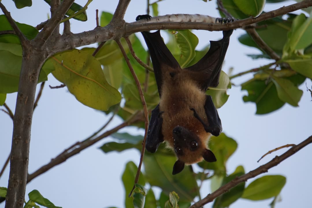 Gartenanlage Adaaran Select Meedhupparu Island Resort - Premium All Inclusive