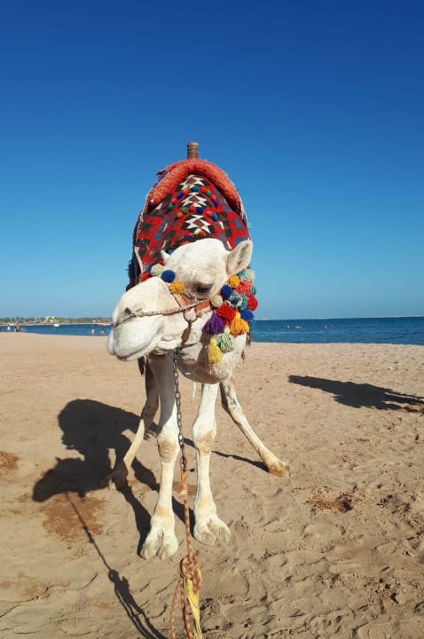 Sport & Freizeit Sentido Caribbean World Soma Bay