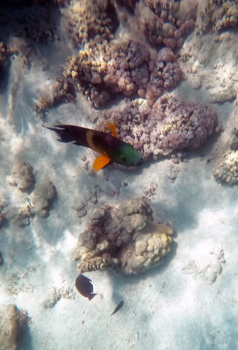 Strand Hurghada Long Beach Resort