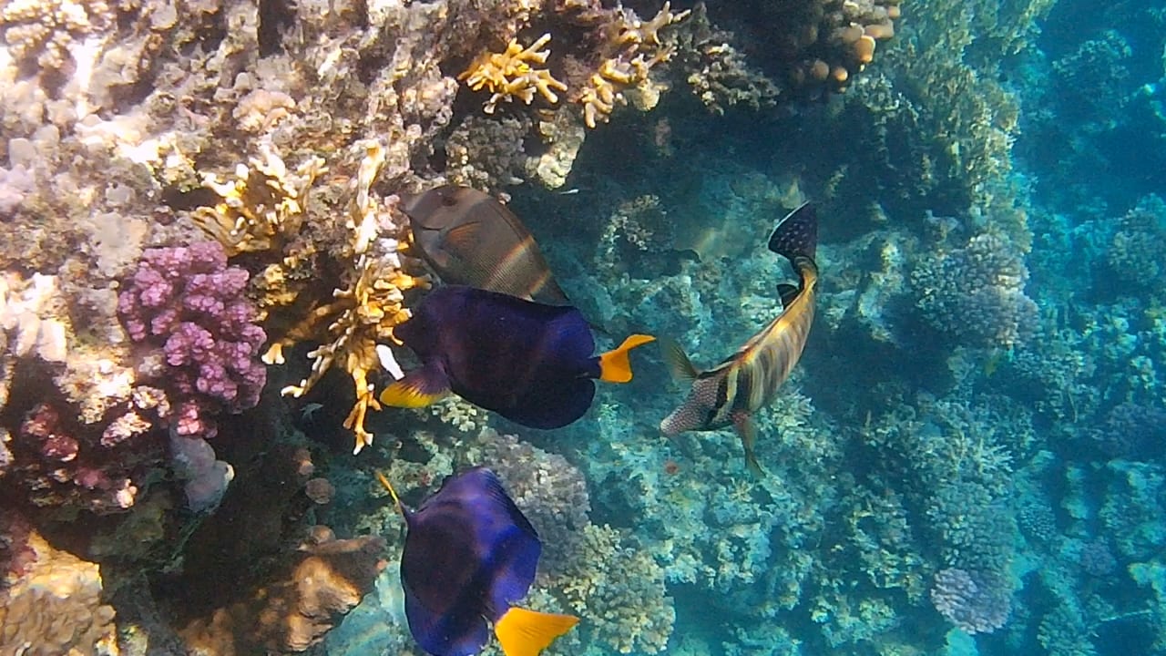 Sport & Freizeit Steigenberger Resort Alaya Marsa Alam - Red Sea - Adults only