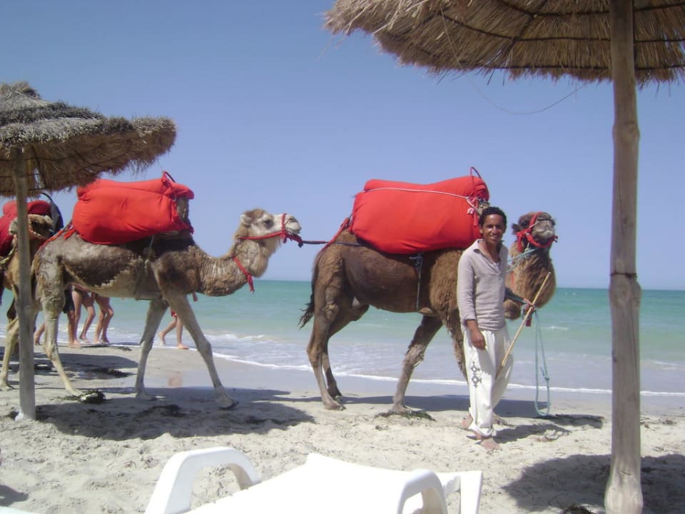 Vyjížďky na velbloudech na pláži The Ksar Djerba Charming Hotel & SPA