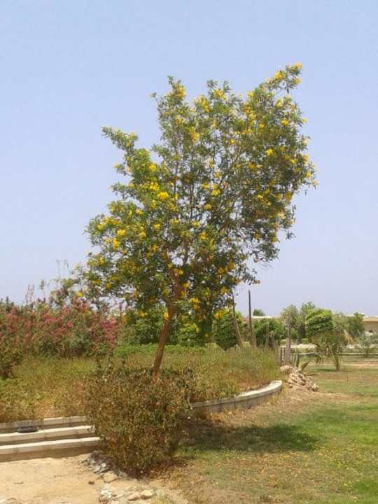 Ogród Three Corners Fayrouz Plaza Beach Resort