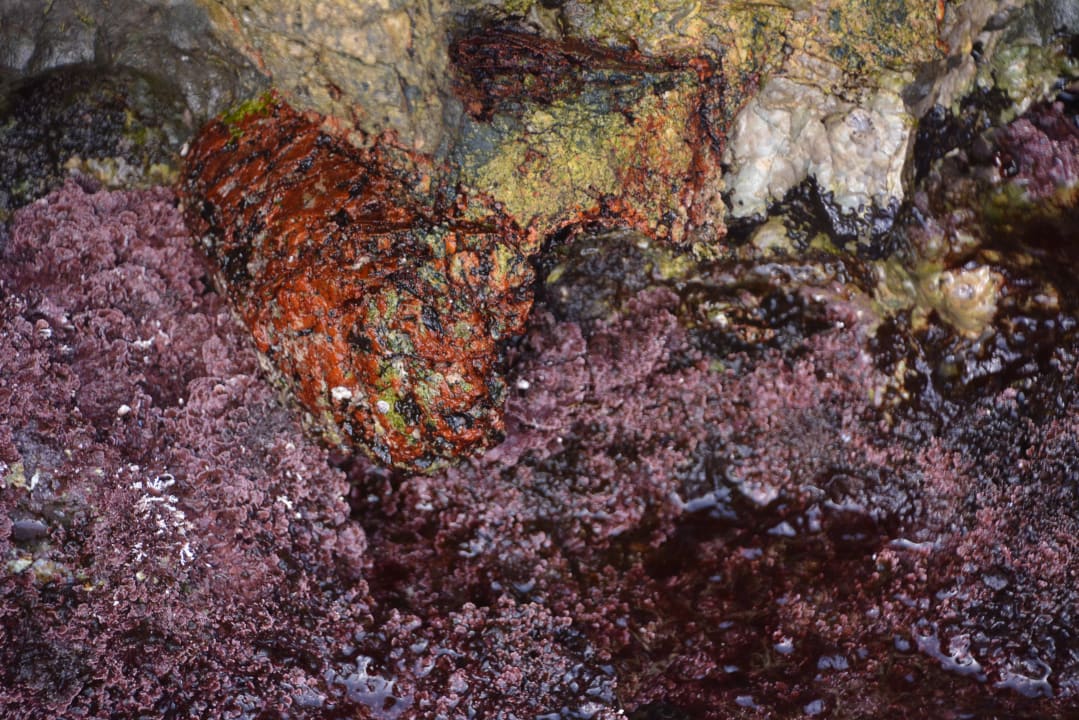 Strand Hotel Kalithea Horizon Royal