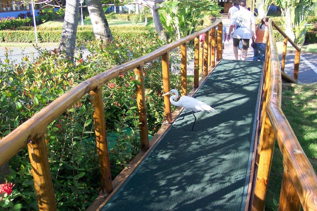 Vorplatz vom Hotel Hotel Grand Palladium Palace Resort, Spa & Casino