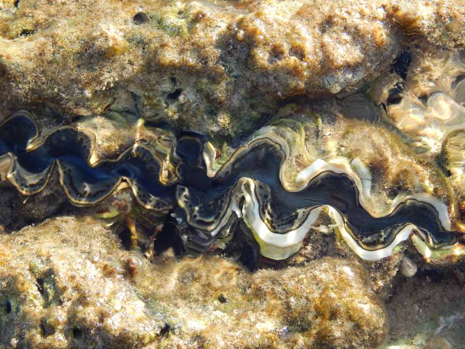 Strand Pickalbatros Citadel Resort