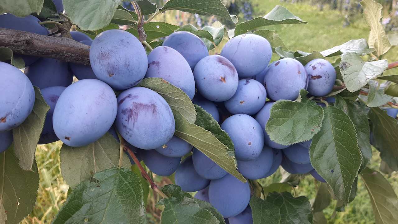 Sonstiges Ferienhof Katzenmaier