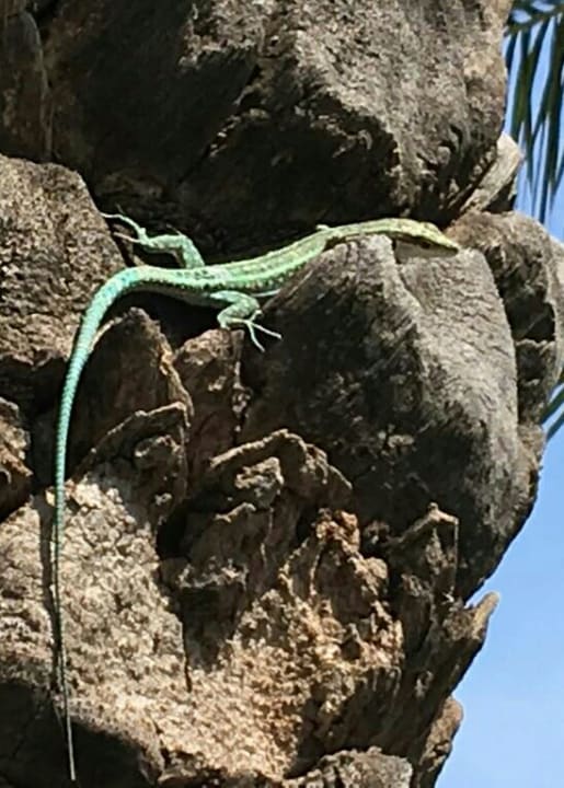 Gartenanlage Ibiscus Hotel Rhodos